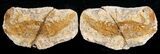 Triassic Fossil Shrimp From Madagascar #8649-1